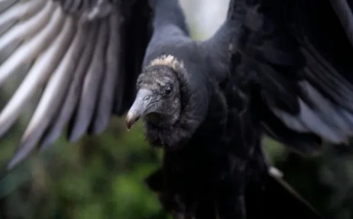 যেভাবে মাংসখেকো পাখি দিয়ে লাশ খুঁজছে ইসরায়েল